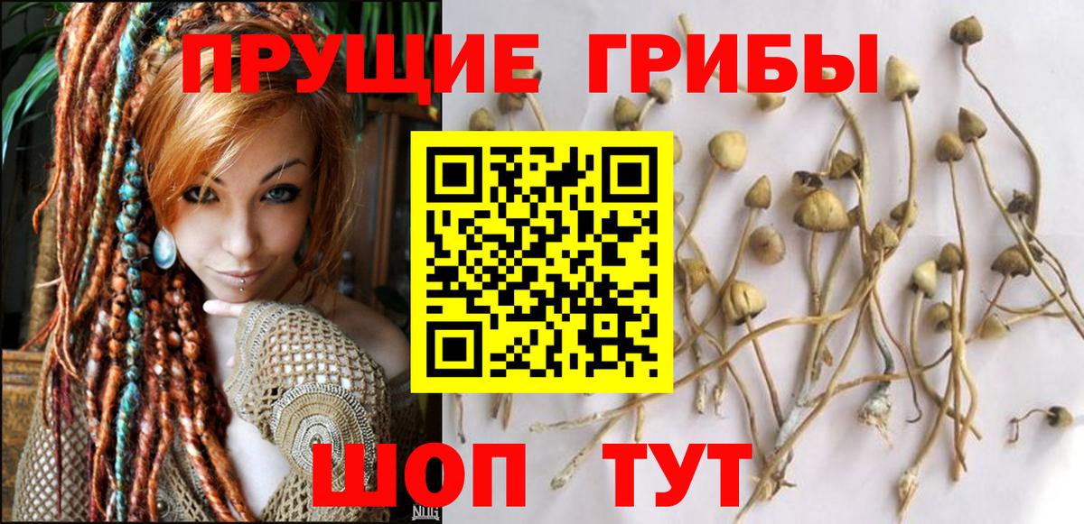Волжский  Псилоцибиновые грибы Cubensis  Вход с VPN 